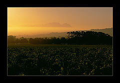 фото "Table Mountain"