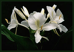 photo "Lady of the Night"