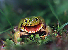 фото "I like spring..Frog"