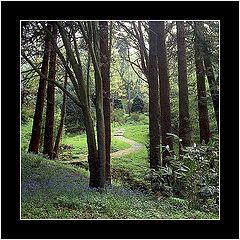 photo "Trees in the Garden"