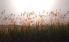 photo "Serenity"