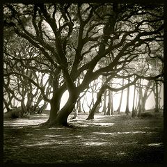 photo "Bois de la Chaise"