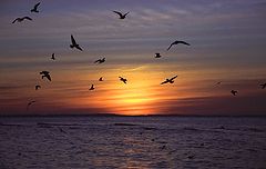 photo "Sea"