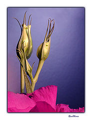 photo "Buds"