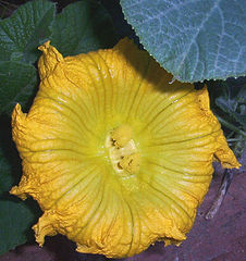 фото "Mutant Pumpkin Flower"