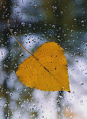 фото "Cry Heart"