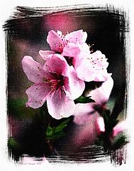 фото "Red or Pink"