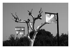фото "Winter tree with rusty signs"