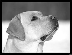 photo "Gustav"