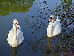 photo "Allegory of love"