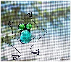 фото "Glass Frog"