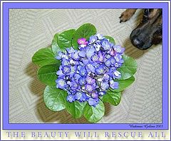 photo "The beauty will rescue all!"