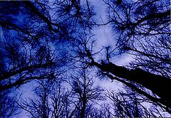 фото "Forest of ghosts"