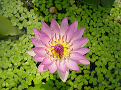 photo "Lotus"