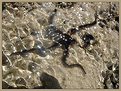 photo "See Stars..."