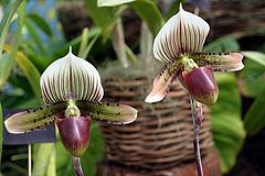 фото "Orquideas"