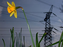 фото "Dutch Nature"
