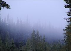 фото "Fog In Trees"