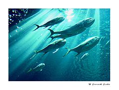 фото "Deep Visions (I)"