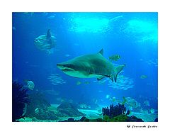 фото "Deep Visions (II)"