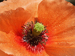 фото "wild poppy"