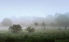 photo "Fog"