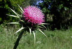 photo "artichoke"