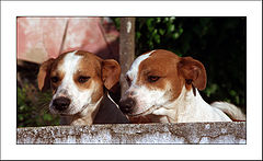 photo "Dogs"