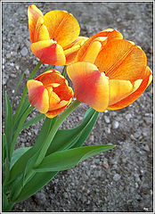 фото "Tulips"