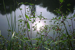 photo "Summer Blues"