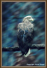 photo "Eagle"