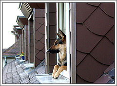 фото "The Neighbour"