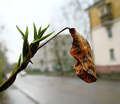 photo "Vestige"