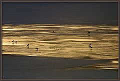 photo "Crows on Ice 1"