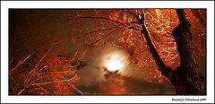 photo "Moonlight"