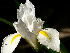 photo "whiteness"