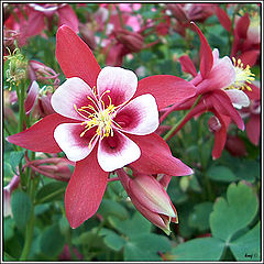 фото "Columbine"