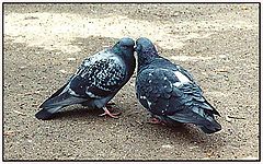 photo "It`s love"