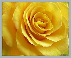 фото "Yellow..."