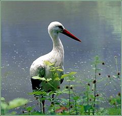 фото "Young Stork"