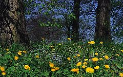 photo "Spring"
