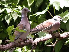 фото "Family"