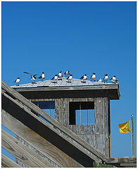photo "Camping pilots"