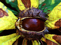 photo "Fruit of autumn"