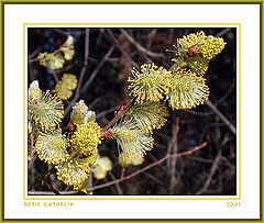 photo "Vernal salute"