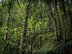 фото "Spring leaves"