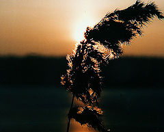 фото "Light"
