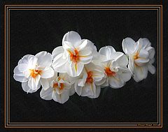 фото "Beauty of Nature"