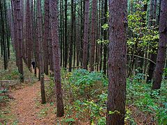 photo "wanderers"