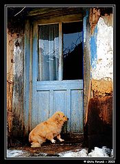 photo "Dog"